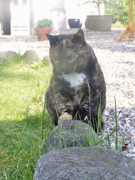 Huskat <3 Fie <3 - er jeg ikke bare lille hehe billede 4