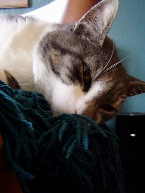 Huskat  *_Findus_* billede 11