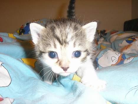 Blanding af racer Nala billede 1