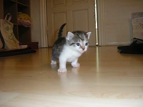 Blanding af racer Nala billede 3