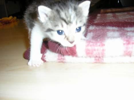 Blanding af racer Nala billede 4