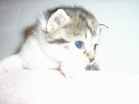 Blanding af racer Nala billede 5