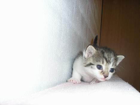 Blanding af racer Nala billede 6