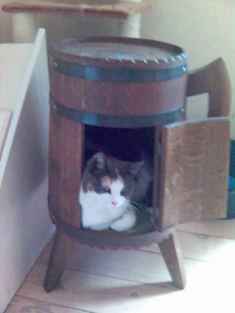 Huskat Futte billede 19