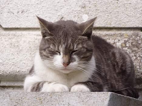 Huskat  *_Findus_* billede 12