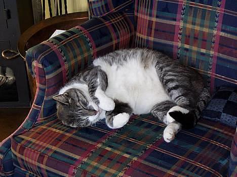 Huskat  *_Findus_* billede 13