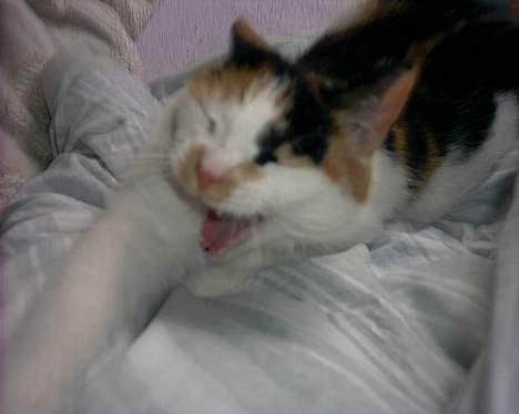 Blanding af racer Gizmo billede 12