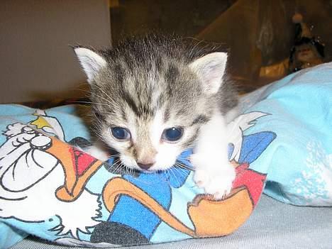 Blanding af racer Nala billede 7