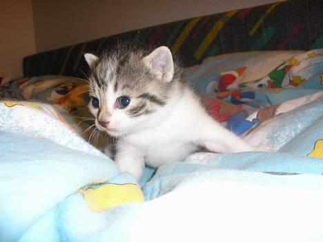 Blanding af racer Nala billede 8