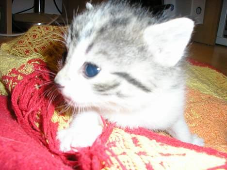 Blanding af racer Nala billede 9