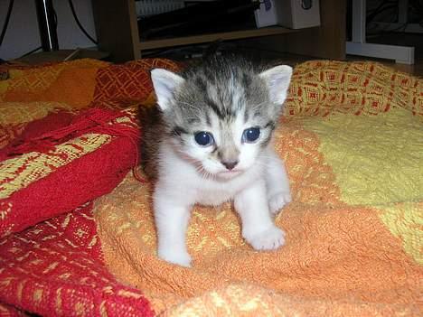 Blanding af racer Nala billede 10