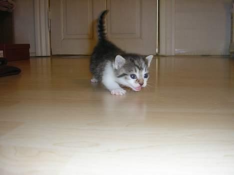 Blanding af racer Nala billede 11