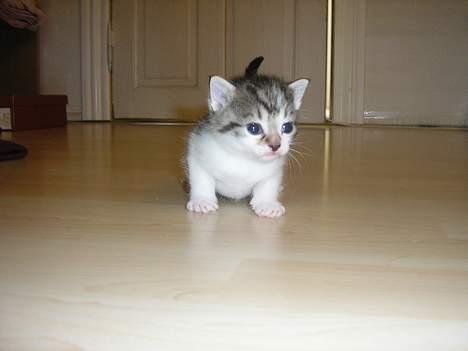 Blanding af racer Nala billede 12