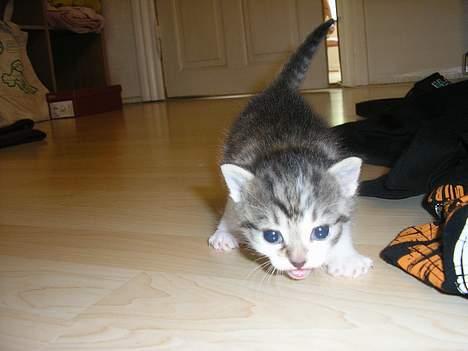 Blanding af racer Nala billede 13