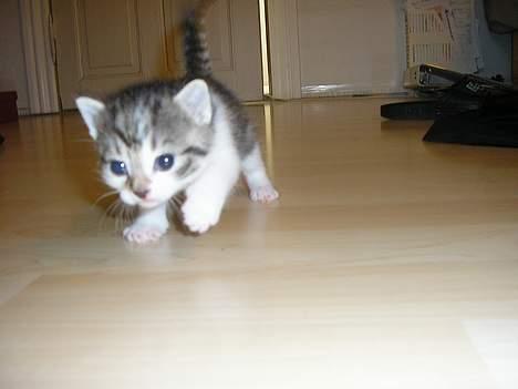 Blanding af racer Nala billede 14