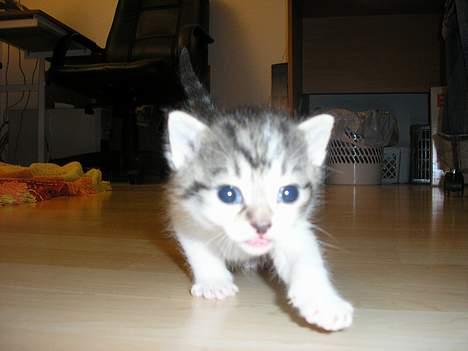 Blanding af racer Nala billede 15