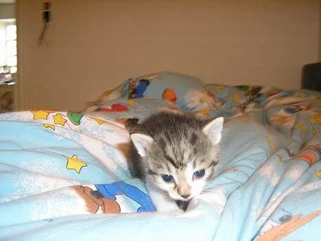 Blanding af racer Nala billede 16