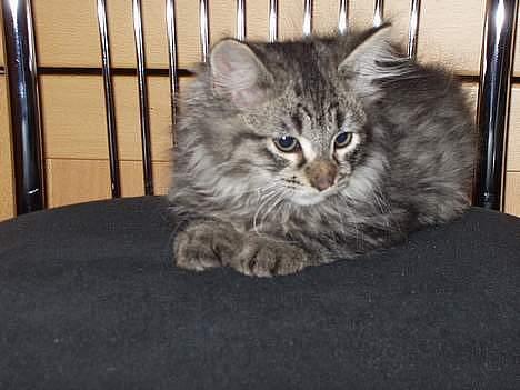 Blanding af racer Felix billede 14