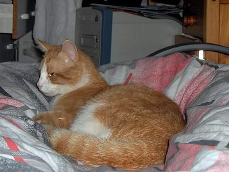 Blanding af racer Vimse *forsvundet* billede 19