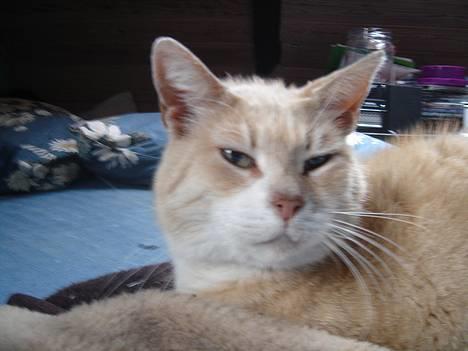 Huskat Sibastian *DØD* - se mit hoved billede 1