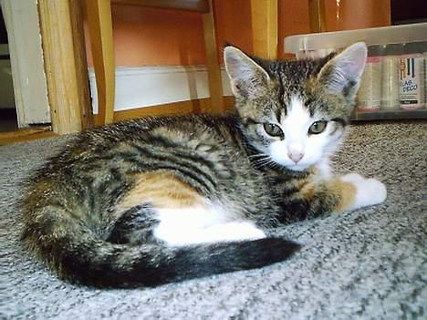 Huskat Belle (Himmelkat) - Mit første billede af lille kønne Belle billede 5