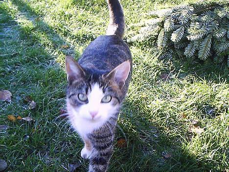 Huskat Belle (Himmelkat) - Hvad laver du billede 6