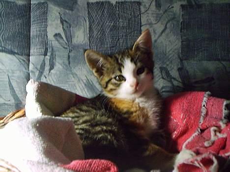 Huskat Belle (Himmelkat) - Se jeg er lille og sød billede 7