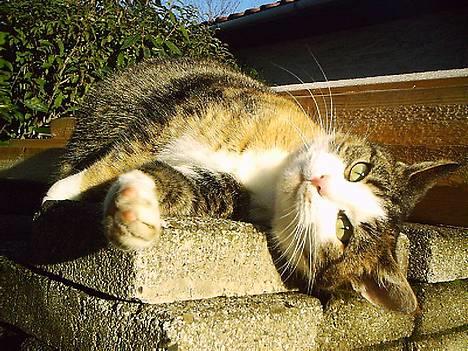 Huskat Belle (Himmelkat) - Hvis jeg nu gør mig lidt til, mon hun så nusser mig... billede 8