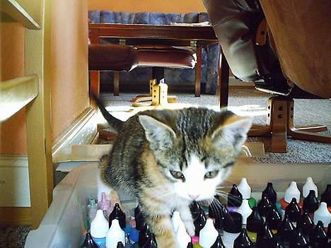 Huskat Belle (Himmelkat) - Lalalalala billede 9