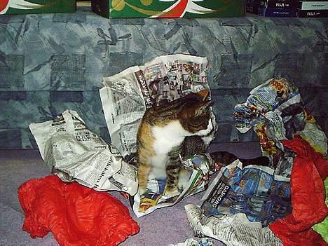 Huskat Belle (Himmelkat) - Så pakker vi juleting frem igen, jeg hjælper gladeligt :-) billede 10