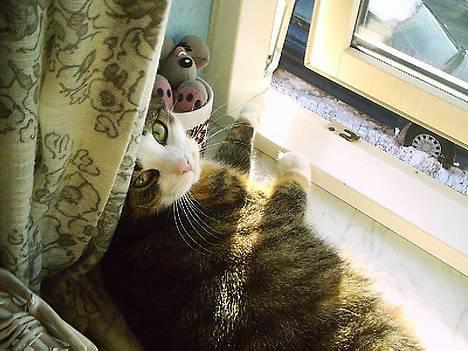 Huskat Belle (Himmelkat) - tit tit billede 11