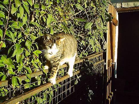 Huskat Belle (Himmelkat) - Mon hunden snart går sin vej... billede 12