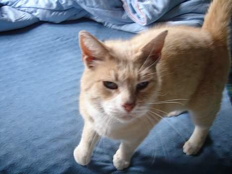 Huskat Sibastian *DØD* - hvad er det? billede 2