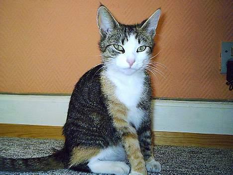 Huskat Belle (Himmelkat) - Se hvor pænt jeg kan sidde billede 14