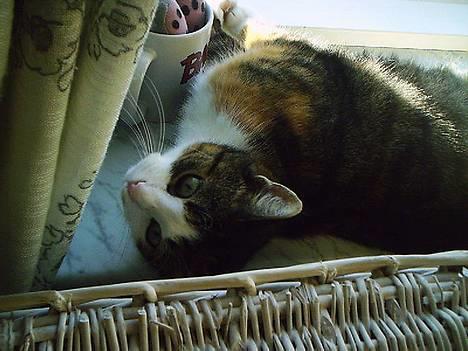 Huskat Belle (Himmelkat) - Hvad skal jeg nu finde på billede 15