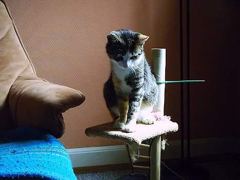 Huskat Belle (Himmelkat) - Hvad laver den lille killing nu billede 16