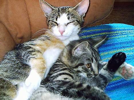 Huskat Belle (Himmelkat) - I dag er hun som en mor for vores sidste kat :-) billede 17