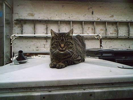 Huskat Pjuske (Himmelkat) - Så fint hun ligger billede 1