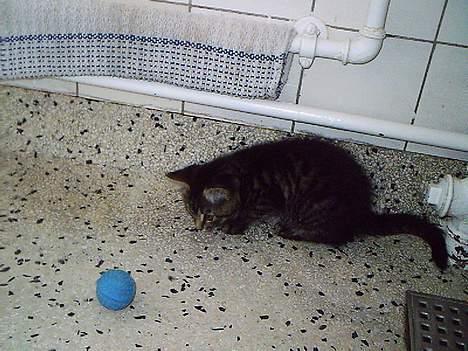 Huskat Pjuske (Himmelkat) - ehhh ,Hvad er det????????? billede 2