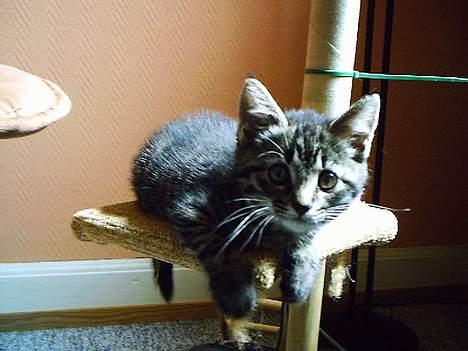 Huskat Pjuske (Himmelkat) - Ja her hænger jeg så ud.... billede 3