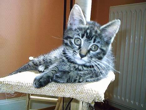 Huskat Pjuske (Himmelkat) - Se jeg er fin...... billede 4