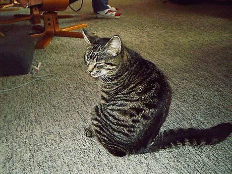 Huskat Pjuske (Himmelkat) - Jeg bliver blindet billede 5