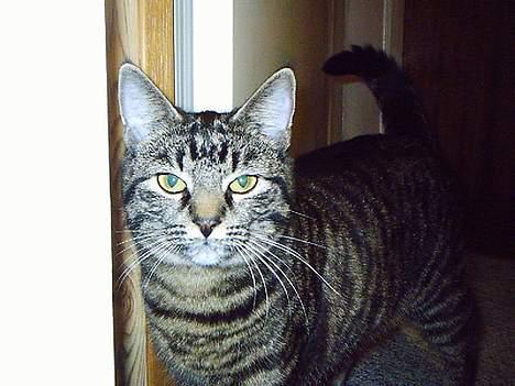 Huskat Pjuske (Himmelkat) - ihhh, gå nu væk.... billede 6