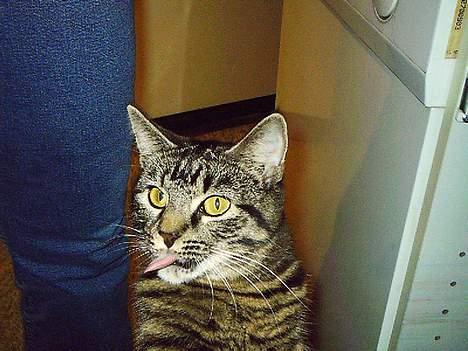 Huskat Pjuske (Himmelkat) - Tungen skal lige på plads billede 7