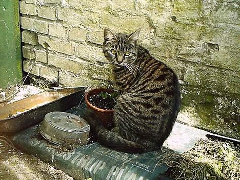 Huskat Pjuske (Himmelkat) - Ligner jeg ikk en model kat billede 8