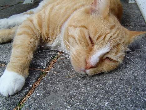 Blanding af racer Pussi **død** - Han nyder solen på de varme fliser billede 1