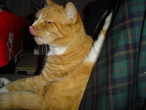 Blanding af racer Pussi **død** - Pussi er igang med sit bad billede 2