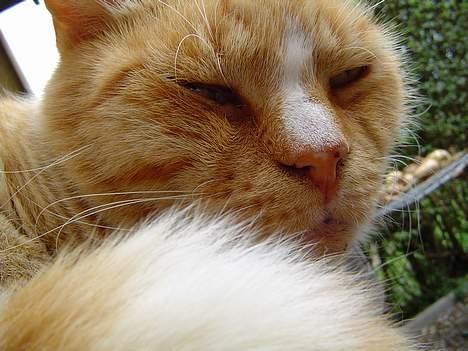 Blanding af racer Pussi **død** - Han gør sig rigtig til :) billede 3