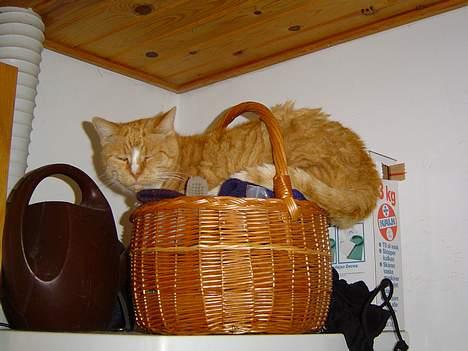 Blanding af racer Pussi **død** - Pussi tænkte om det kunne være sjovt at ligge i kurv, som står oven på både en tørretumbler og vaskemaskine... billede 4