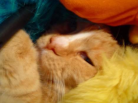 Blanding af racer Pussi **død** - Han gemmer sig mellem mine bamser, han skulle jo nødigt blive opdaget... billede 5